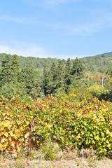 Fototapeta na wymiar vineyard on hill slope in Massandra region