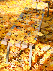 fallen yellow maple leaves on garden bench