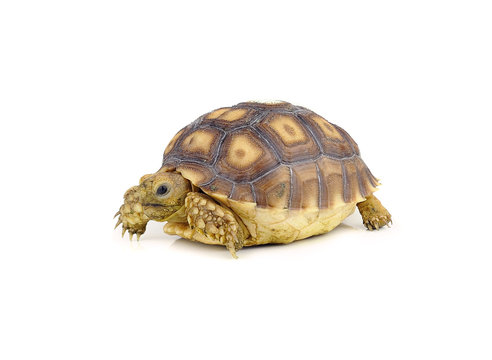 turtle on over white background