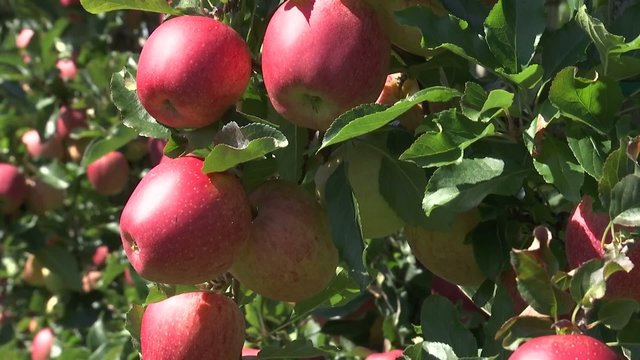Rote &Auml;pfel auf Plantage