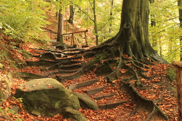 Herbstlicher Aufstieg zum Lilienstein