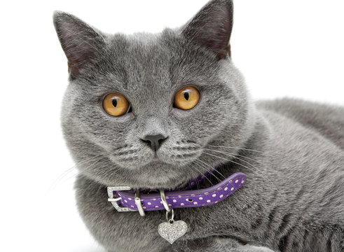 portrait of a cat in a purple collar on a white background