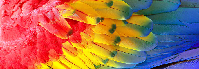 Parrot feathers, red, yellow and blue exotic texture - obrazy, fototapety, plakaty