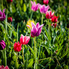 Tulips