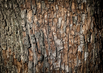 Bark