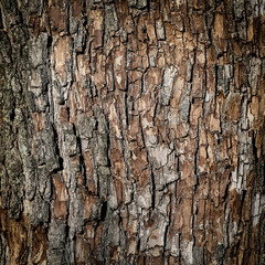 Bark