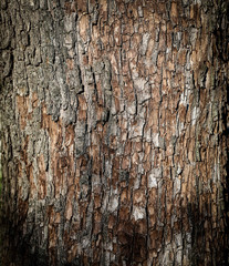 Bark