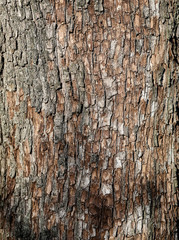 Bark