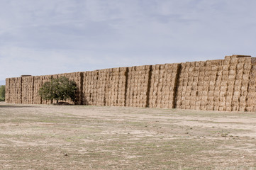 Straw or hay stacked in a field after harvesting