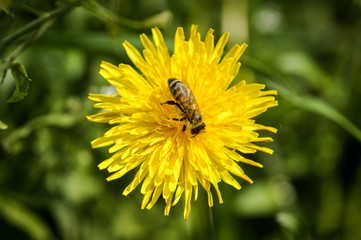 Bee