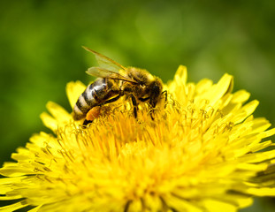Bee