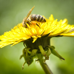 Bee