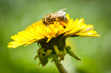 Bee