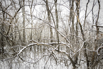 Winter forest