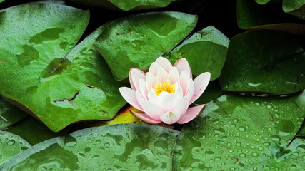 Fototapeta premium Lotus