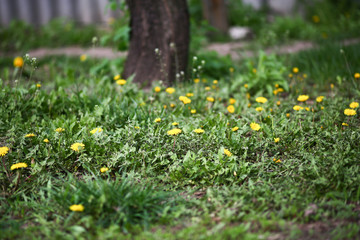 Yellow flowers