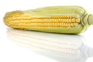 Corn cob isolated on a white