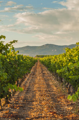 Fototapeta na wymiar Sunset in the vineyards. La Rioja, Spain