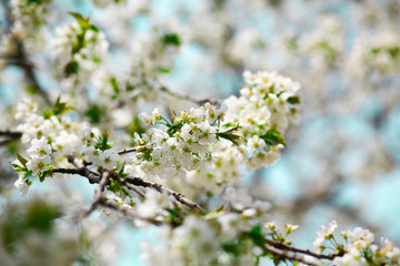 Cherry flowers