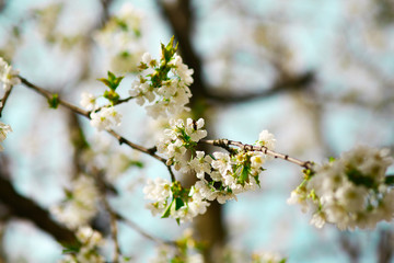 Cherry flowers