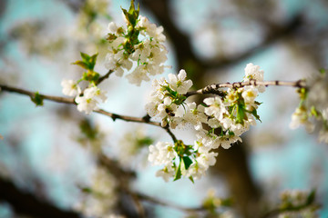 Cherry flowers