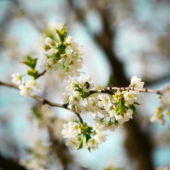 Obraz premium Cherry flowers