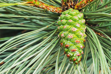Green pine cone