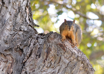 Naklejka na ściany i meble Squirrel in Tree