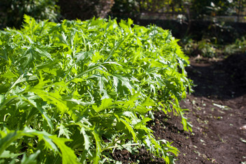 Brassica rapa nipposinica also known as mizuna or kyona