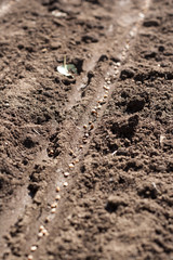 Sowing the seeds