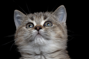 close-up British kitty