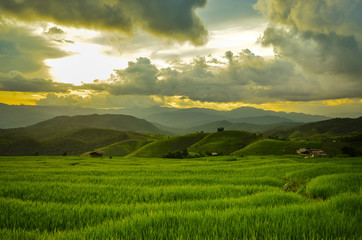 Fototapeta premium Terraced Rice Field in Chiangmai, Thailand