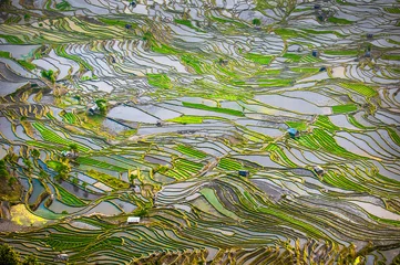 Fotobehang Rijstterrassen van Yuanyang, Yunnan, China © javarman