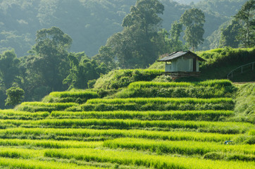 Fototapeta na wymiar Terraced Rice Field in Chiangmai, Thailand