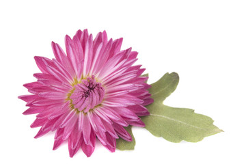 Макро хризантема