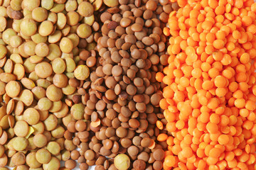 Lentil varieties