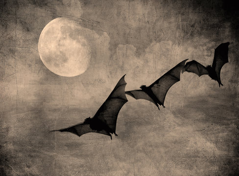 bats in the dark cloudy sky, perfect halloween background