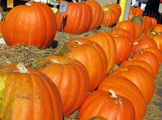 Pumpkins 