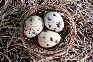 quail eggs