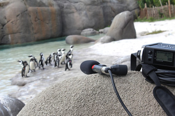 Registrazione audio dei versi di pinguini sulla spiaggia