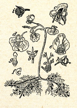 Common bladderwort (Utricularia vulgaris)