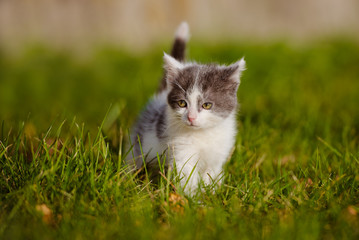 Obraz na płótnie Canvas white and grey kitten
