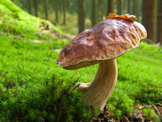 Stone mushroom in autumn forest. 
