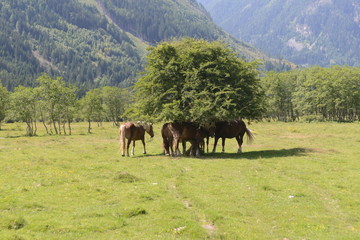 Wilde Pferde unter ihrem Baum