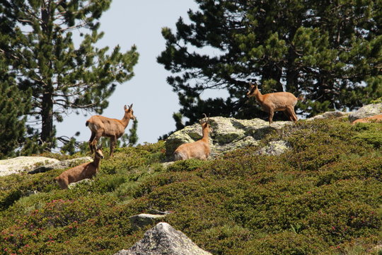 Chamois des pyr&eacute;n&eacute;es ou isard (Rupicapra pyrenaica)