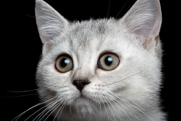 close-up scottish straight kitty