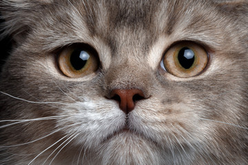 close-up scottish straight cat