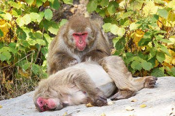 Japanese macaques grooming