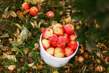 Harvesting.