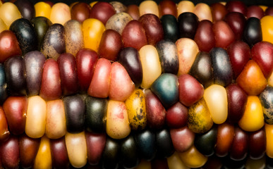 Multi Colored Indian Corn Maize Close Up